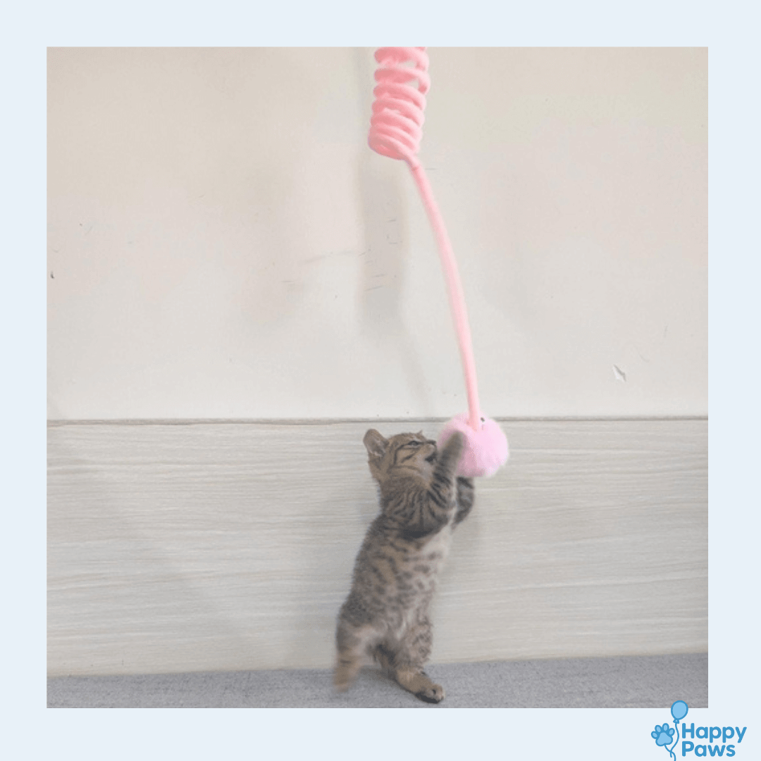 Bunny Spring Toy – Jouet Lapin à Ventouse - HappyPaws